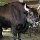 Image for article titled Ten Strange Animal Hybrids